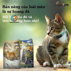 Hạt Taste Of Wild Cho Mèo mọi lứa tuổi