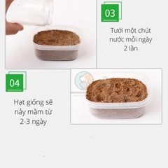 Hạt Giống Cỏ Mèo Tự Trồng Tại Nhà Dễ Dàng - Hộp Trong Suốt