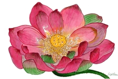 Tranh Ly Vũ Lotus Flower A4