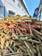 Củi Đòn Cao Su