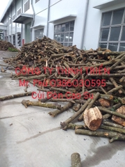Củi Đòn Cao Su