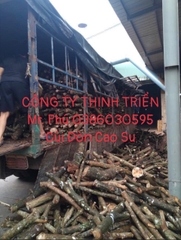 Củi Đòn Cao Su