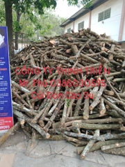 Củi Đòn Cao Su