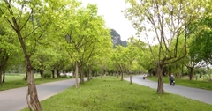Hàng cây bồ đề Ninh Bình – con đường xanh giữa miền di sản
