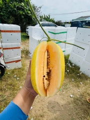 Dưa Lưới Huỳnh Long
