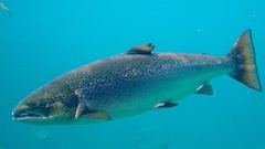 Một số lợi ích cho sức khỏe của việc ăn cá không phải ai cũng biết