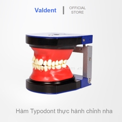 Hàm Typodont thực hành chỉnh nha