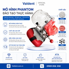 Mô hình phantom đào tạo thực hành gắn ghế răng [ Chất liệu Inox ]