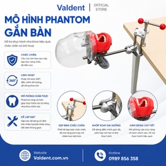 Mô hình phantom đào tạo thực hành gắn bàn [ chất liệu inox ]