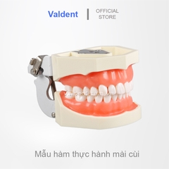 Mẫu hàm thực hành mài cùi