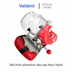 Mô hình phantom đào tạo thực hành gắn ghế răng [ Chất liệu Inox ]