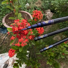 Cần Câu Săn Hàng "Chiến Thần" Tặng Kèm Ngọn Phụ Cần Câu Đơn, Câu Đài Chuyên Câu Hồ