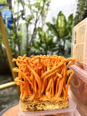 ĐÔNG TRÙNG HẠ THẢO TƯƠI (180g)