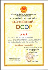 TRÀ TÚI LỌC CÀ GAI LEO ( 300g )