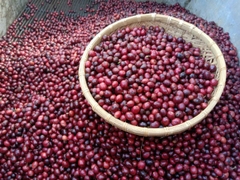 CÀ PHÊ PHÁT HUY (500g)