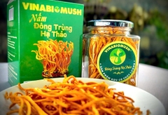 NẤM ĐÔNG TRÙNG HẠ THẢO KHÔ VINABIOMUSH (hộp 10 gr)