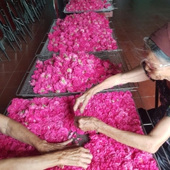 Hoa hồng sấy lạnh