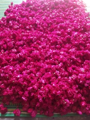 Hoa hồng sấy lạnh