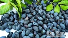 NHAM TRÁM ĐEN HIỆP HOÀ