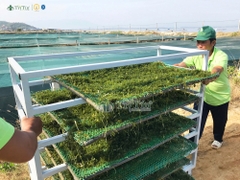 RONG NHO TÁCH NƯỚC TRÍ TÍN (200g)