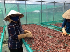 Bột CaCao Nguyên Chất BINON ( 200g )