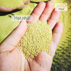 Hạt Kê Nếp Vàng Nghệ An Đã Tách Vỏ, Sạch Sạn, Non GMO, Dẻo Thơm Đặc Biệt (Hạt Nhỏ/Hạt to) - OLEAF Hạt Dinh Dưỡng