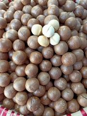 Nhân Hạt Macca OLEAF Macca Lâm Đồng Chất Lượng Tốt Loại 1 - Giòn Thơm Không Hôi Dầu - Hạt Dinh Dưỡng