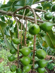 Nhân Hạt Macca OLEAF Macca Lâm Đồng Chất Lượng Tốt Loại 1 - Giòn Thơm Không Hôi Dầu - Hạt Dinh Dưỡng