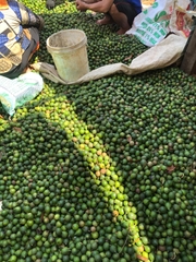 Nhân Hạt Macca OLEAF Macca Lâm Đồng Chất Lượng Tốt Loại 1 - Giòn Thơm Không Hôi Dầu - Hạt Dinh Dưỡng