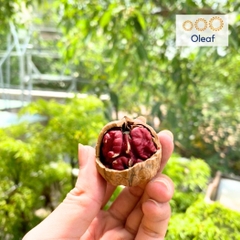 Nhân Và Quả Óc Chó Đỏ Nhập Khẩu Từ Mỹ, Hạt Dinh Dưỡng OLEAF, DATE Mới Thơm Ngon Bổ Dưỡng, Ăn Kiêng, Giảm Cân
