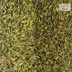 Tâm Sen (Tim Sen) Khô Chất Lượng Thượng Hạng - Nấu Trà Giúp Ngủ Ngon Tốt Cho Tim Mạch Giảm Cân Loại 1 - OLEAF Trà