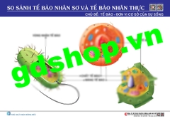 So sánh tế bào nhân thực và nhân sơ