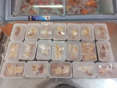 Bán buôn Pate truyền thống chảo hộp 0,5kg