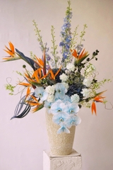 Birds of Paradise