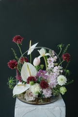 Scabiosa