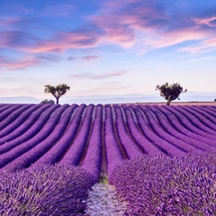 Đồng Hoa - Flower field