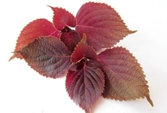 Trà Yamakan Shiso Tea Tía Tô, 8g x 22 gói