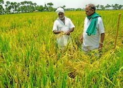 Gạo Ấn Độ Basmati (túi 5kg)