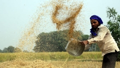 Gạo Ấn Độ Basmati (túi 5kg)