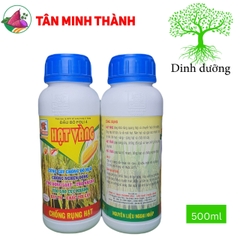 Hạt Vàng Đầu Bò Foli4 - Siêu to hạt, vô gạo, chắc tới cậy, trổ nhanh, đồng loạt, cứng câ, chống nghẹn đồng