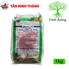 Kali Hòa Tan Đầu Bò - Giúp lớn củ, nặng ký, ngọt trái, đẹp màu, bóng da, to hạt, chống đổ ngã