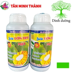 Siêu Lớn Trái Mít -Thuốc lớn trái nhanh, xanh trái, hạn chế sơ đen, to đều, chắc múi, nặng ký, nở gai, giảm méo trái
