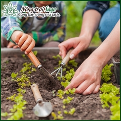 Kinh nghiệm trồng rau trên sân thượng cho người mới