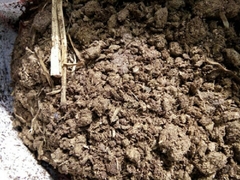 6 điều cần biết khi mua bán phân bò để trồng cây