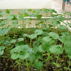 Hạt giống Đậu Đỏ