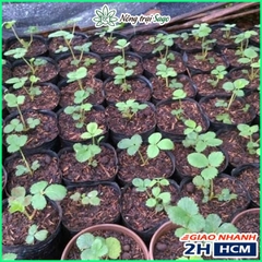 Hạt giống Dâu Tây - gói 100 hạt