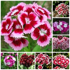 Hạt giống Hoa Cẩm Chướng Đơn Nhiều Màu