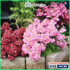 Hạt Giống Hoa Cánh Bướm Cali Nhiều Màu