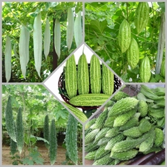 Combo hạt giống CB11