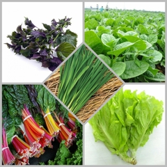 Combo hạt giống CB30